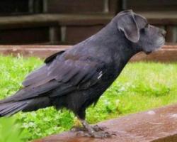 12 необычных гибридов животных 