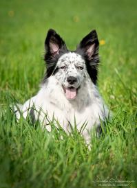 у знакомых ауссятников живет вот такое чудо=)