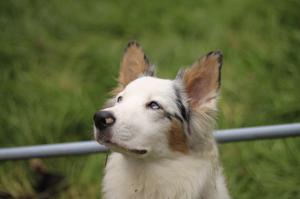 У Австралийцев гетерохромия обычное дело. Фишка породы.