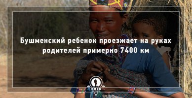 Я хочу работать на зарплату этих ученых, которые заняты подсчетами километража бушменских детишек!
