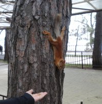Геленджик. Сегодня (10 мая). Нагловатая белка требует орехи, которые есть тут же, позируя перед многочисленными зрителями. Причем держится за ствол задними лапками, а в передних держит орех.
Белка такая нахальная, что кажется, еще немного - и она не только окончательно перестанет опасаться людей, но даже начнет требовать деньги за фотосессию.