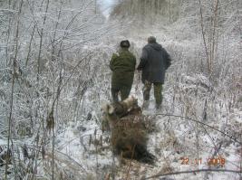 Дикий Кабан напал на Телеоператора