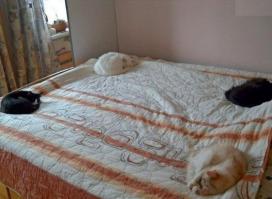 Фишкина солянка за 02.09.2014