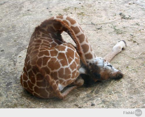 Так спит жираф. Теперь ты видел больше.