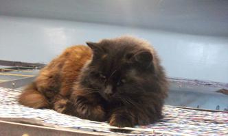 у меня на работе очень похожая, и цвет меняет на солнышке)))