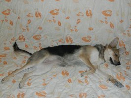 Вот моя))) Последние 2 фотки прям щас сделал) Весит уже около 20 кг) Возраст 14 мес.