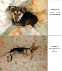 Вот моя))) Последние 2 фотки прям щас сделал) Весит уже около 20 кг) Возраст 14 мес.