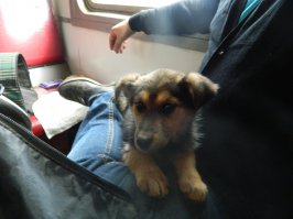 Вот моя))) Последние 2 фотки прям щас сделал) Весит уже около 20 кг) Возраст 14 мес.