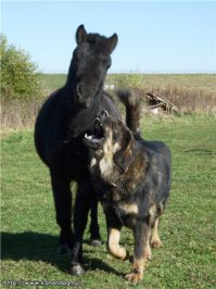 бмв (бурятмонгольский волкодав) хотошо.