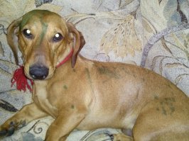 это я отмывала уже щеткой... доча ветрянкой болела, пса за компанию тоже вымазала зеленкой