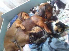 21 собака, знающая, как поудобнее устроиться на диване 