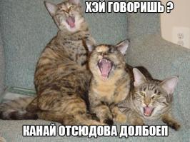 Кошачий зов