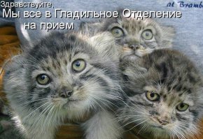  Вот так меня погладь 