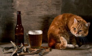 Суп с котом: первое кошачье кафе в Москве