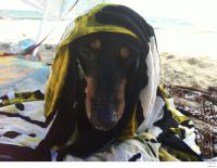 Походу моя такса похожа на медведя гризли