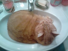 Что утром, что вечером когда иду зубы чистить меня ожидает токое чудо в раковине. Приходится лезть в ванну.