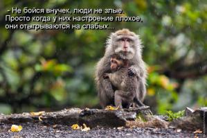 Обезьяны, деньги и проституция