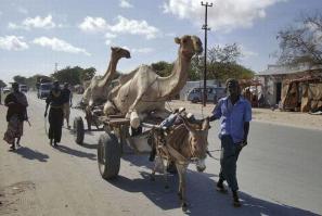 Ослики в нашей жизни