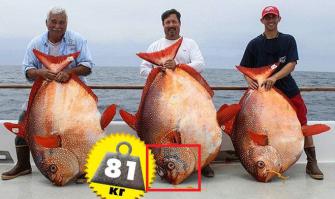 Самая упоротая рыба.