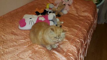 Вот моя кошара, зовут Ириска, постоянно тусуется у дочке в комнате))