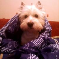 мантия из одеяла)