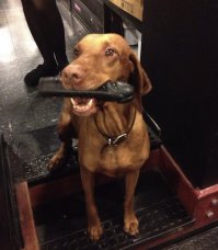 Хозяйка, я что-то сделал не так?)))