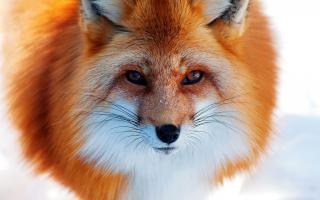 Звериные морды