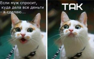 Моя самая любимая кошка в Интернете)