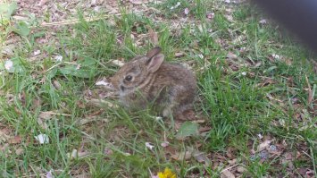 А это мое :) недавно сфоткал. В Торонто таких много... как и белок, гусей и бурундуков...