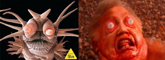 7 самых живучих существ на планете