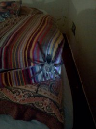 Да не очень-то хотелось спать, если честно...Посплю теперь стоя, с открытыми глазами, на другой планете....