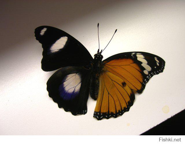 День изучения бабочки. Изучение бабочек. Изучают бабочек. Наука изучяюшие бабочек. Лепидоптерология.