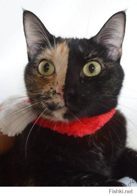 Уникальный окрас