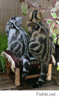 Уникальный окрас