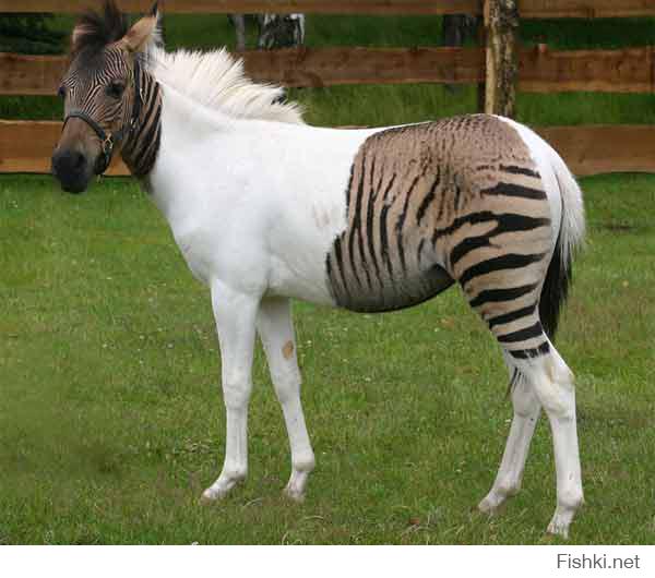 Уникальный окрас