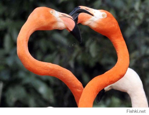 Можно и я парочку добавлю..