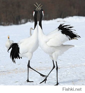 Можно и я парочку добавлю..