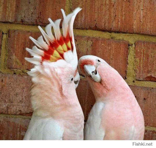 Можно и я парочку добавлю..