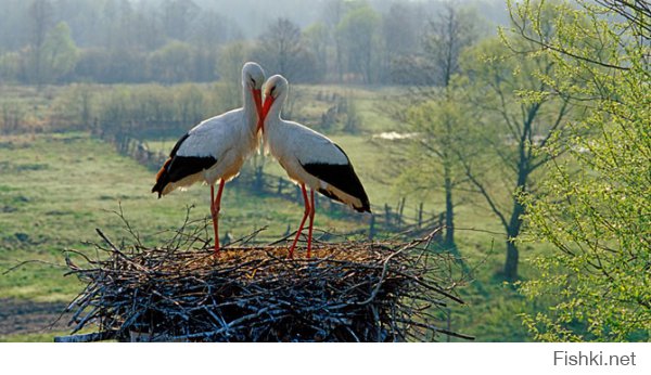 Можно и я парочку добавлю..
