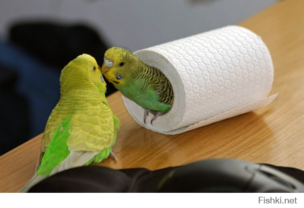 Можно и я парочку добавлю..