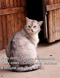 9 котов, которые еще не разобрались со своим отношением к собакам