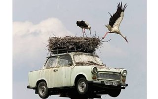 Удивительные птичьи гнезда