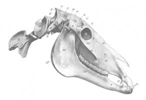 Последняя не череп коня - у них клыки есть. Вот череп коня. Обратите внимание на маленький клык посередине между резсцами и жевательными зубами.