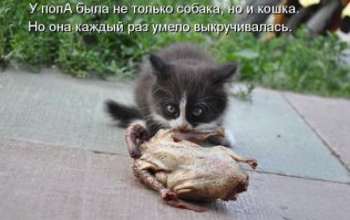 9 котов, которые еще не разобрались со своим отношением к собакам