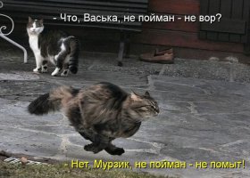 9 котов, которые еще не разобрались со своим отношением к собакам