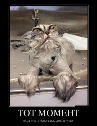 9 котов, которые еще не разобрались со своим отношением к собакам