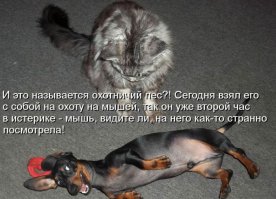 9 котов, которые еще не разобрались со своим отношением к собакам