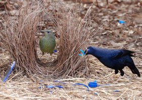 Самцы этих довольно смышленых пернатых прирожденные дизайнеры. Главным способом привлечения самок является постройка уютного и богато украшенного цветами, перьями и камушками гнезда, которое больше похоже на шалаш. Если же рядом окажутся зазевавшиеся отдыхающие, шалашники с радостью используют украденные у них яркие предметы в качестве элементов декора. Причем, как настоящие эстеты шалашники предпочитают похищать безделушки одного определенного цвета.