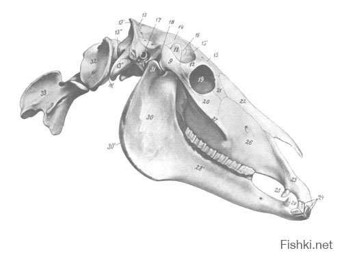 Последняя не череп коня - у них клыки есть. Вот череп коня. Обратите внимание на маленький клык посередине между резсцами и жевательными зубами.