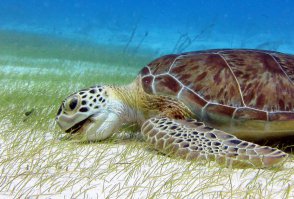 Фотографии по неземному красивые. Очень красивые, дух захватывает от глубины, и несмотря на то что я их только на компе вижу, у меня почему-то немного уши заложило - как-будто только что нырнула. 

Но не знаю почему мне на этой фото видится не завтрак, а... как-будто черепаху тошнит после вчерашней вечеринки ))